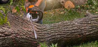 Best Tree Cabling and Bracing  in St Maries, ID
