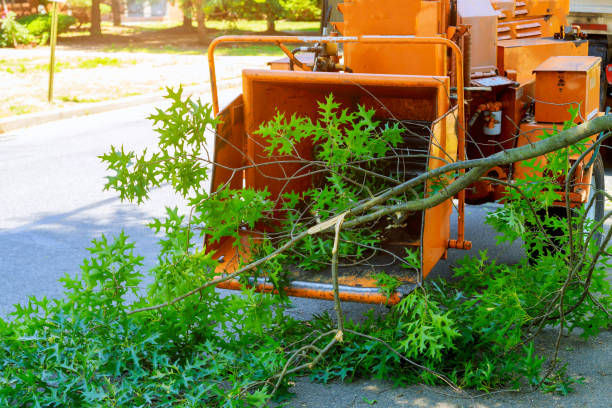 Best Grass Overseeding  in St Maries, ID
