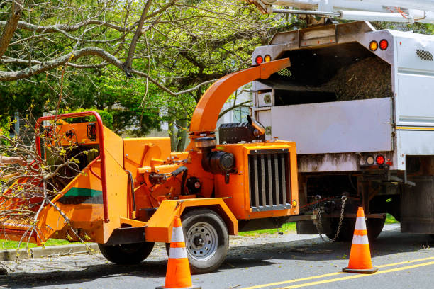 Best Leaf Removal  in St Maries, ID