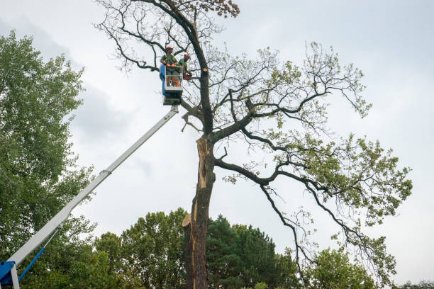 Best Palm Tree Trimming  in St Maries, ID
