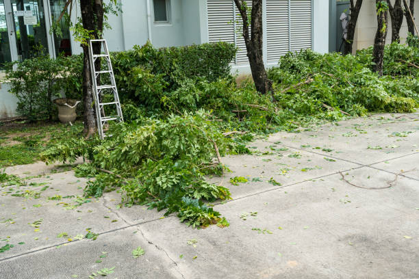 Best Tree Health Inspection  in St Maries, ID