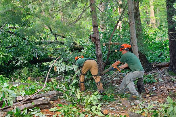 Best Commercial Tree Services  in St Maries, ID