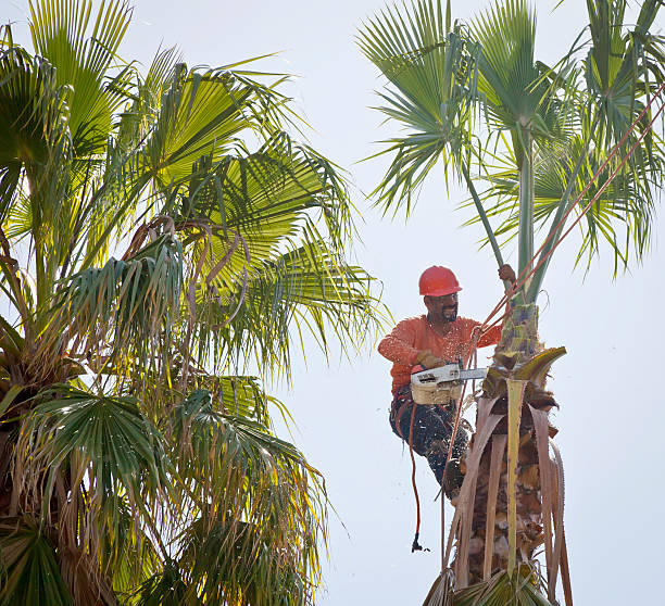 Professional Tree Services in St Maries, ID