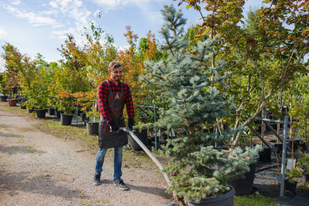 Best Tree Preservation Services  in St Maries, ID