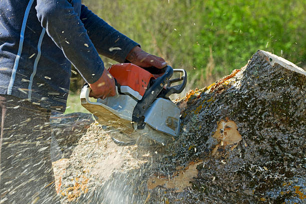 Best Fruit Tree Pruning  in St Maries, ID